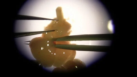 Researcher scientist microscope mouse brain dissection with forceps Stock Footage