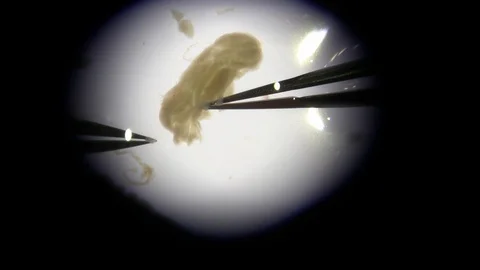 Researcher scientist microscope mouse brain dissection forceps more Stock Footage 92623188