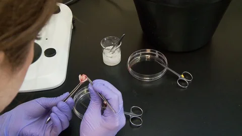Researcher scientist mouse brain dissection forceps over the shoulder Stock Footage 92625038