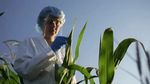 A researcher stands in a corn field checking green leaves. A researcher in a Stock Footage 212023852