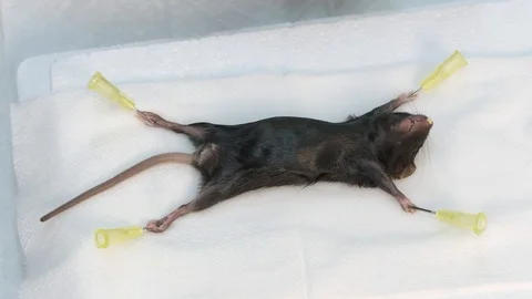 Researcher starts mouse dissection closeup Stock Footage 107988669