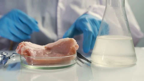 Researcher studying sample of artificial meat in modern laboratory Video stock 101471251