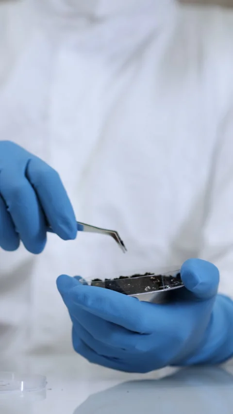 A researcher take a soil sample from a petri dish . Stock Footage 302173321