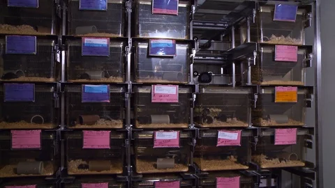Researcher takes mouse cage from rack Stock Footage 125452020