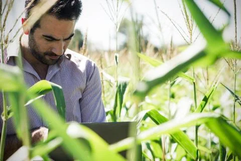Researcher using laptop computer while collecting data in cornfield Stock Photos