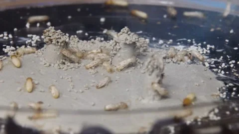 Researchers Crack the Code Behind Termite Nest Construction in Province of L... Stock Footage 276730086