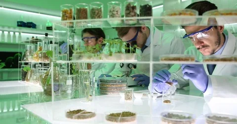 Researchers Examining Soil Seeds Plants Biochemists Research Laboratory Tests Stock Footage