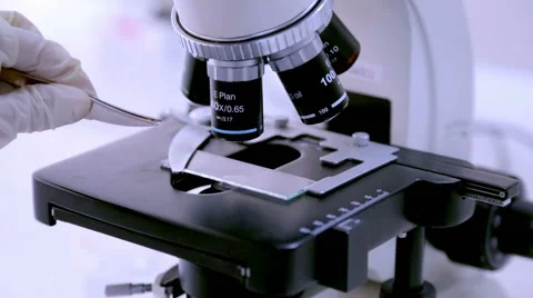 Researches of seeds in the lab. laboratory researches seeds under microscope Stock Footage