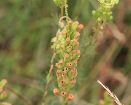 Reseda lutea, the yellow mignonette or wild mignonette flower Stock Photos