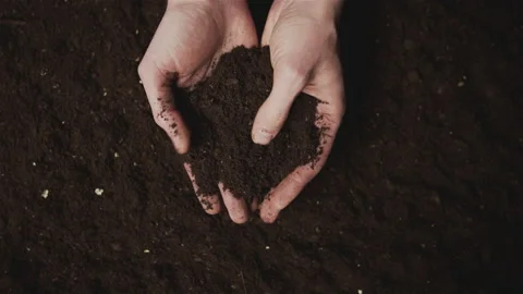 Reseeding of seeds. Stock Footage 148725540