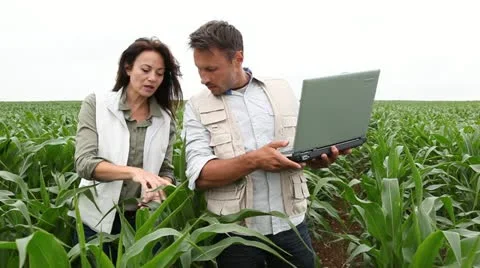 Reserachers working in corn field Stock Footage 14831633