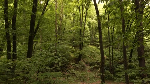 Reserved forest Stock Footage 196106162