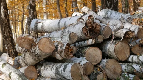 Reserves of birch logs closeup Stock Footage 100191754