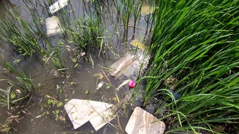 A reservoir contaminated with waste. Environmental problem of environmental Stock Footage 133653221