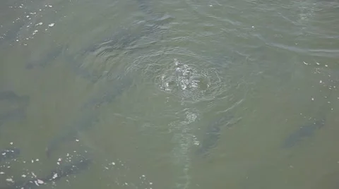 A reservoir with trout Stock-Footage 11018797