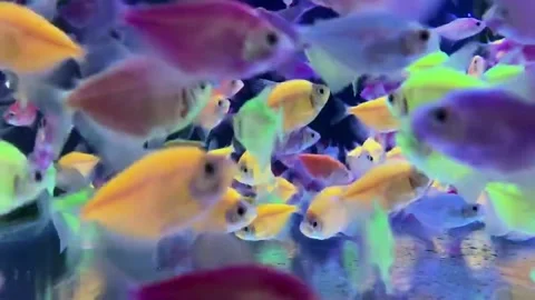 Resh water fish Stock Footage 241278644