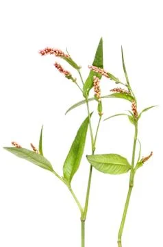 Reshank Stock Photos