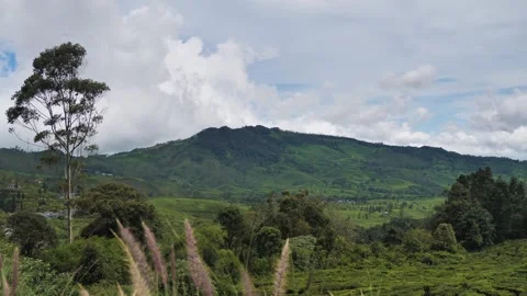Residential area surrounded by rice fields, mountains, and clear skies. Stock Footage 274439747