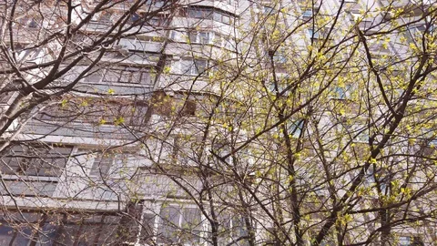 Residential building behind tree branches in the city. View from the bottom up. Stock Footage 128855668