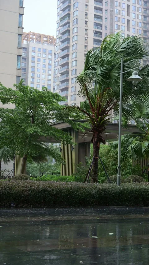 Residential complex courtyard with palm tree bending under strong storm 스톡 동영상 342733292