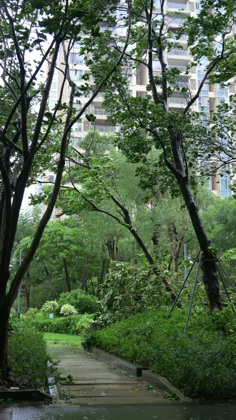 Residential garden pathway as wind and rain subside, sky gradually brighten Stock Footage 346148419