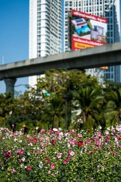 Residential tower behind elevated rail near Chatuchak Stock Photos