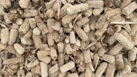 Residual Corn Waste After Processing Stock Footage 307831729