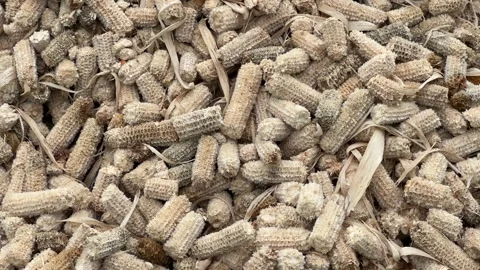 Residual Corn Waste After Processing 스톡 동영상 307836580
