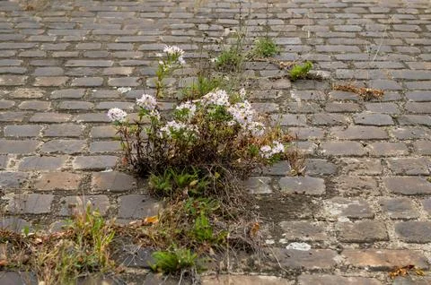 Resilience on the Cobblestones Stock Photos