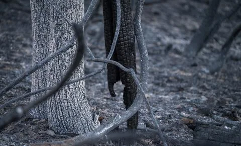 Resilience of Nature After Devastating Wildfires Foto stock