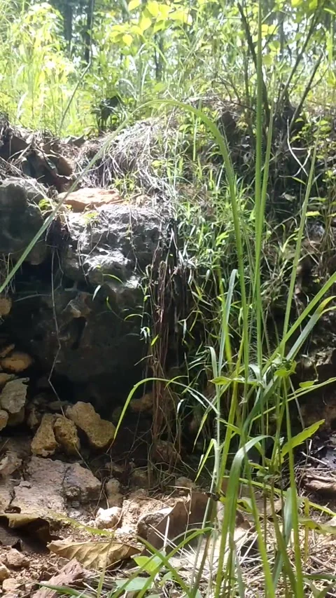 The Resilience of Nature Stock Footage 329918525