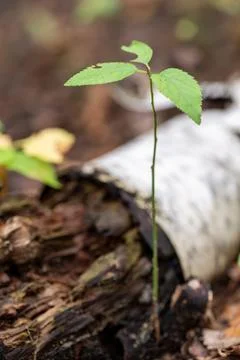 Resilience: A Sapling's Tenacity Stock Photos