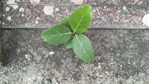 A resilient banyan sapling emerges from a crack in a concrete floor. Video stock 333401864