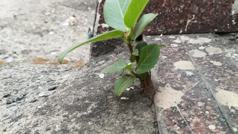 A resilient banyan sapling emerges from a crack in a concrete floor. Vidéo 333401865