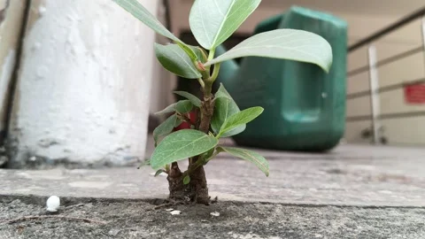 A resilient banyan sapling emerges from a crack in a concrete floor. Vidéo 333401867