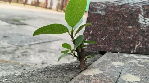 A resilient banyan sapling emerges from a crack in a concrete floor. Vidéo 333401870