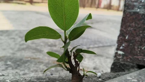 A resilient banyan sapling emerges from a crack in a concrete floor. Vidéo 333401871