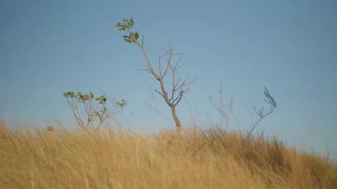 Resilient Beauty Thin-Stemmed Tree Standing Tall Amidst Dry Grass Stock Footage 254932575