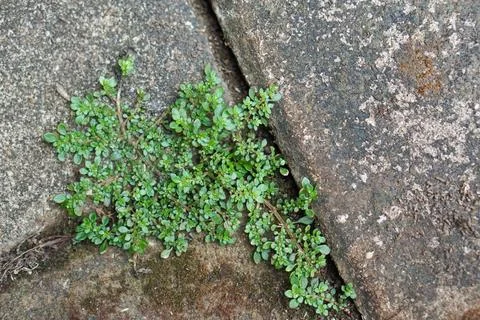Resilient Green Plants Growing Through Cracks in Stone Pavement 스톡 사진