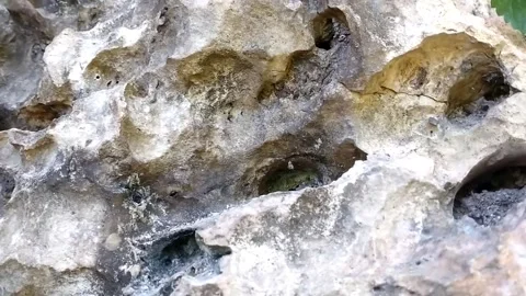 Resilient Growth Stock Footage 330587179