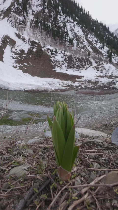Resilient Growth vertical Rotating Shot of a Young Plant in the snowy Valley 스톡 동영상 332297905