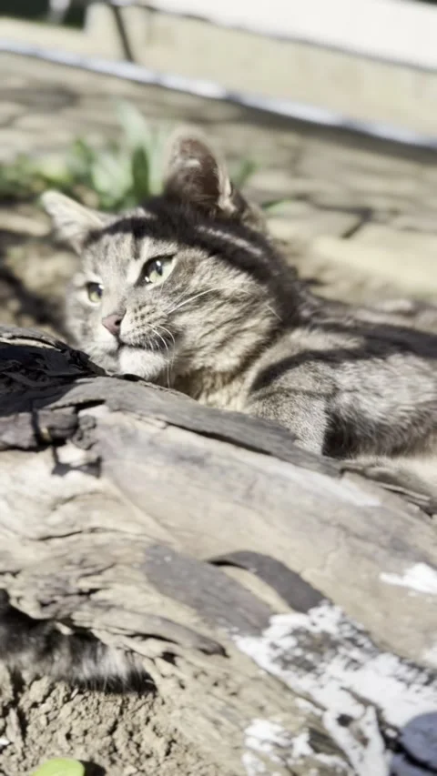 Resilient Joy: Grey Cat Plays with Toy Under the Air Raid Sirens in Ukraine 動画素材 271126019
