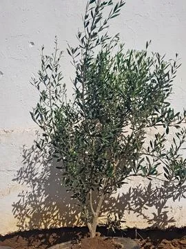 A resilient olive tree grows within the confines of automotive rubber Stock Photos