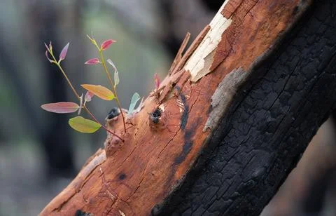 Resilient Scribbly Gum Tree After Fire Stock Photos