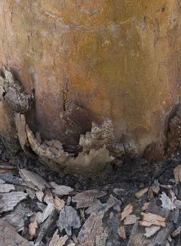 Resilient Scribbly Gum Tree Post Fire Stock Photos