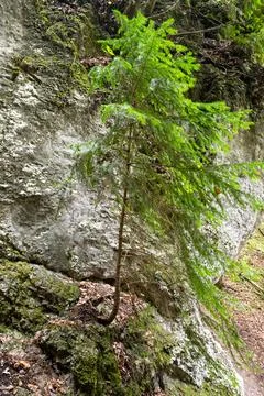 Resilient tree on rocky cliff Stock Photos