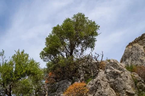 Resilient tree on rocky cliffs. Stockfoto's