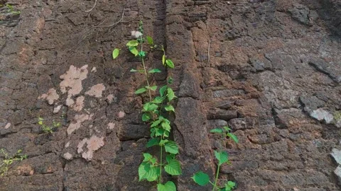A resilient vine gracefully ascends a weathered, textured wall Stock Footage 321894392