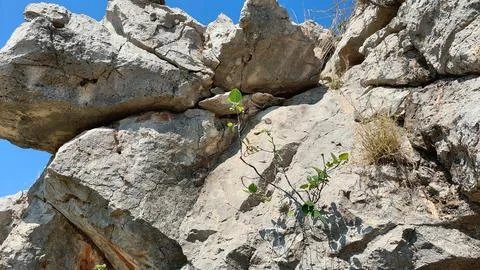 Resilient Wild Fig Sapling Growing From Cracks In Rugged Limestone Stock Photos