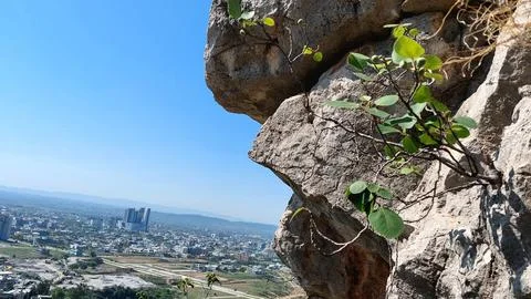 A Resilient Wild Fig Tree Overlooking A Vast Modern Cityscape Foto stock